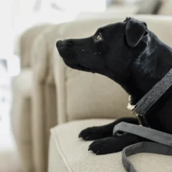 Kentucky Dogwear Hondenhalsband Wool -Bekend Hondenspullen Winkel AajpOmKS3gu5UO1Vb74wjZdvxkyh11 metaS2VudHVja3ktRG9nd2Vhci1Ib25kZW5oYWxzYmFuZC1Xb29sLWdyaWpzLWRldGFpbC5wbmc