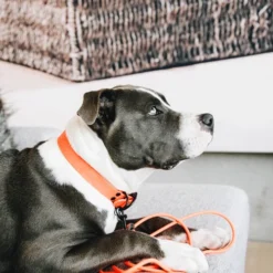 Kentucky Dogwear Sleeplijn Soft Rubber -Bekend Hondenspullen Winkel Z7hJO4U8M4yO4VCMyrYAsUNetjfxHP metaS2VudHVja3ktRG9nd2Vhci1TbGVlcGxpam4tU29mdC1SdWJiZXItb3JhbmdlLXNmZWVyLTMucG5n