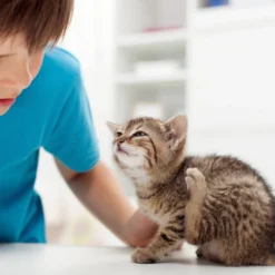 Beaphar Fiprotec Spray -Bekend Hondenspullen Winkel beaphar fiprotec spray 213596 2000 none