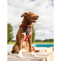 Beeztees Parinca Premium Y-tuig 36 Beeztees Parinca Premium Y-tuig -Bekend Hondenspullen Winkel beeztees parinca premium y tuig 199580 2000 none