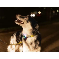 Beeztees Safety Gear Parinca Premium Halsband -Bekend Hondenspullen Winkel beeztees safety gear parinca premium halsband 215015 2000 none