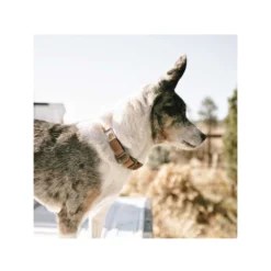 Carhartt Journeyman Collar 10 Carhartt Journeyman Collar -Bekend Hondenspullen Winkel carhartt journeyman collar 187309 1000 none