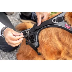 Curli Magnetic Belka Comfort Harness -Bekend Hondenspullen Winkel curli magnetic belka comfort harness 219393 2000 none