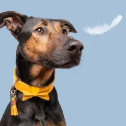 DWAM Bibi Halsband 8 DWAM Bibi Halsband -Bekend Hondenspullen Winkel dwam bibi halsband 186283 1000 none