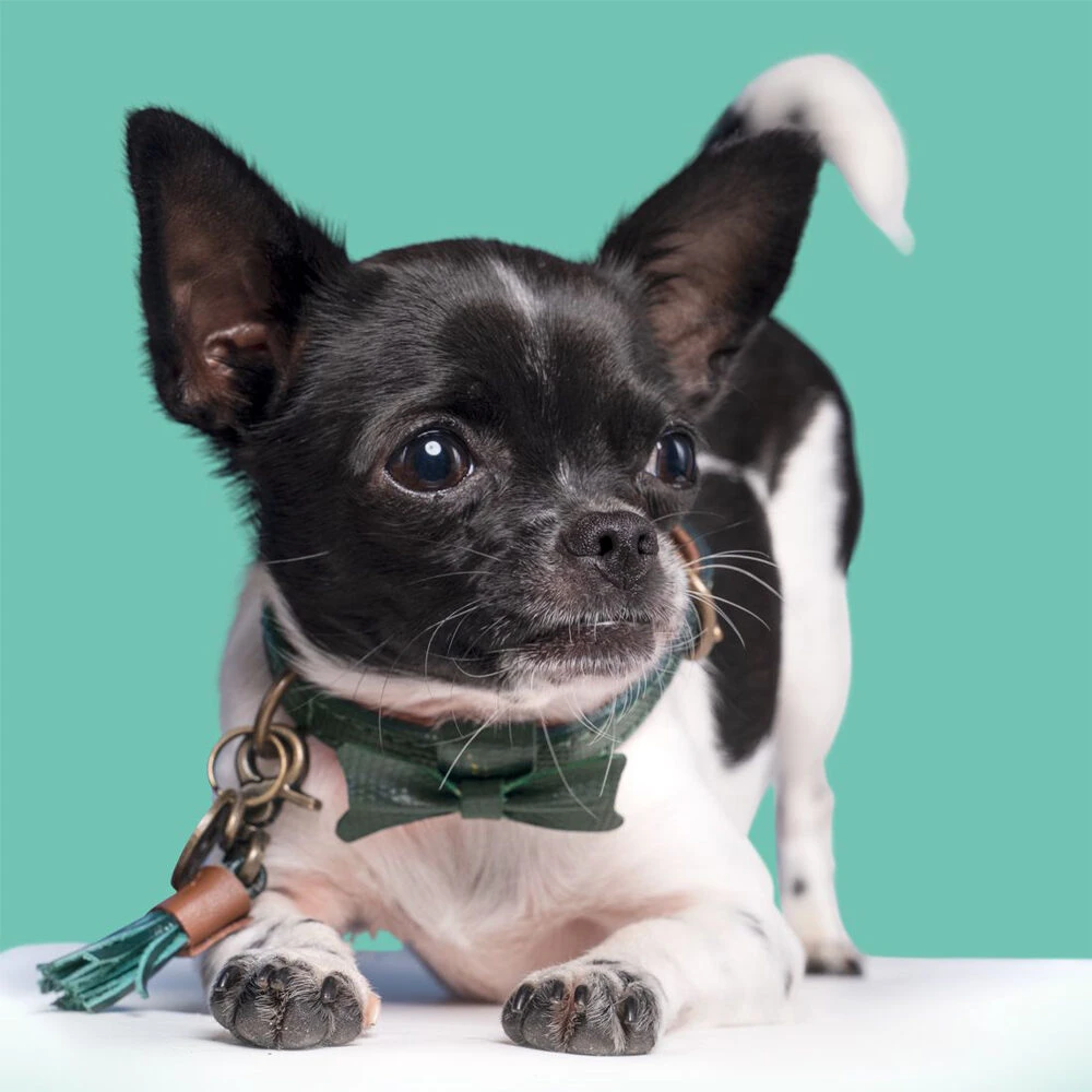 DWAM Halsband Bowie 6 DWAM Halsband Bowie - Afbeelding 6