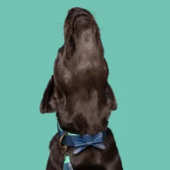 DWAM Halsband Buster -Bekend Hondenspullen Winkel dwam buster halsband 186301 1000 none