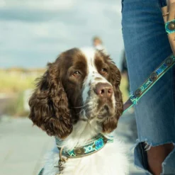 DWAM Halsband Boho Juan -Bekend Hondenspullen Winkel dwam halsband boho juan 133658 0500 none