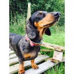 DWAM Halsband Boho Rosa -Bekend Hondenspullen Winkel dwam halsband boho rosa 132071 1000 none