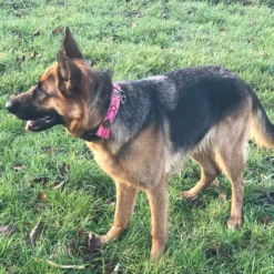 DWAM Halsband Boho Rosa -Bekend Hondenspullen Winkel dwam halsband boho rosa 133652 2000 none