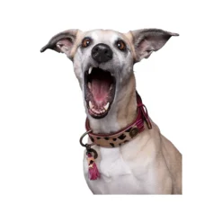 DWAM Halsband Lou Lou -Bekend Hondenspullen Winkel dwam halsband lou lou 182182 1000 none