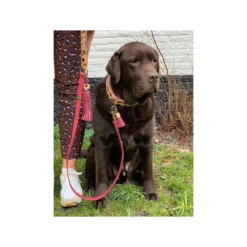 DWAM Halsband Lou Lou -Bekend Hondenspullen Winkel dwam halsband lou lou 182185 1000 none