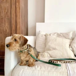 DWAM Hondenriem Ivy -Bekend Hondenspullen Winkel dwam hondenriem ivy 180700 1000 none