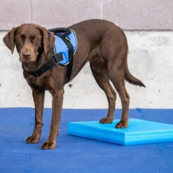 FitPAWS Balance Pad -Bekend Hondenspullen Winkel fitpaws balance pad 176128 0500 none