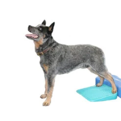 FitPAWS Balance Ramp 5 FitPAWS Balance Ramp -Bekend Hondenspullen Winkel fitpaws balance ramp 176143 0500 none