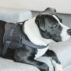 Kentucky Dogwear Hondenharnas Body Safe Wool -Bekend Hondenspullen Winkel gO0eCCPgxvGF5vDYCfNhuoTrRxIvBo metaS2VudHVja3ktRG9nd2Vhci1Ib25kZW5oYXJuYXMtQm9keS1TYWZlLVdvb2wtZ3JpanMtc2ZlZXItMi5wbmc