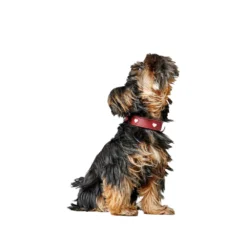 Hunter Collar Love -Bekend Hondenspullen Winkel hunter collar love 223471 1000 none