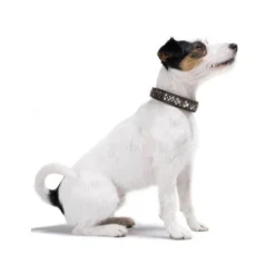 Hunter Halsband Arizona -Bekend Hondenspullen Winkel hunter halsband arizona 116187 0500 none