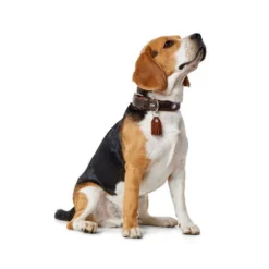 Hunter Halsband Cody -Bekend Hondenspullen Winkel hunter halsband cody 116499 0500 none