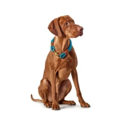 Hunter Halsband Oss -Bekend Hondenspullen Winkel hunter halsband oss 116343 0500 none