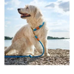 Hunter Verstelbare Riem Oss -Bekend Hondenspullen Winkel hunter verstelbare riem oss 116580 0500 none