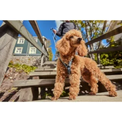 Hurtta Razzle Dazzle Y-Harness - Blackberry -Bekend Hondenspullen Winkel hurtta razzle dazzle harness blackberry 175972 2000 none