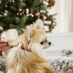 Kentucky Dogwear Corduroy Hondenhalsband -Bekend Hondenspullen Winkel kentucky dogwear corduroy hondenhalsband 219200 0500 none