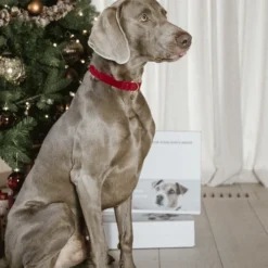 Kentucky Dogwear Corduroy Hondenhalsband -Bekend Hondenspullen Winkel kentucky dogwear corduroy hondenhalsband 219201 0500 none