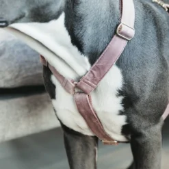 Kentucky Dogwear Hondenharnas Velvet Loop 38 Kentucky Dogwear Hondenharnas Velvet Loop -Bekend Hondenspullen Winkel kentucky dogwear hondenharnas velvet loop 219284 0500 none