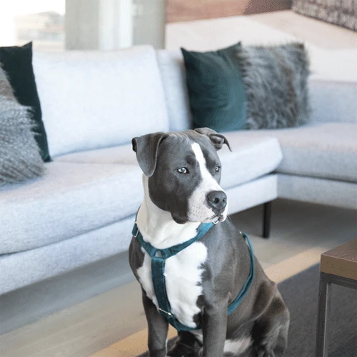 Kentucky Dogwear Hondenharnas Velvet Loop 18 Kentucky Dogwear Hondenharnas Velvet Loop - Afbeelding 18