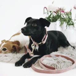 Kentucky Dogwear Hondenlijn Velvet -Bekend Hondenspullen Winkel kentucky dogwear hondenlijn velvet 219301 0500 none