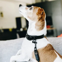 Kentucky Dogwear Soft Rubber Hondenhalsband -Bekend Hondenspullen Winkel kentucky dogwear soft rubber hondenhalsband 219264 0500 none