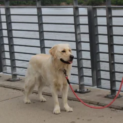 KONG Rope Leash - Zwart 11 KONG Rope Leash - Zwart -Bekend Hondenspullen Winkel kong rope leash 194549 1000 none