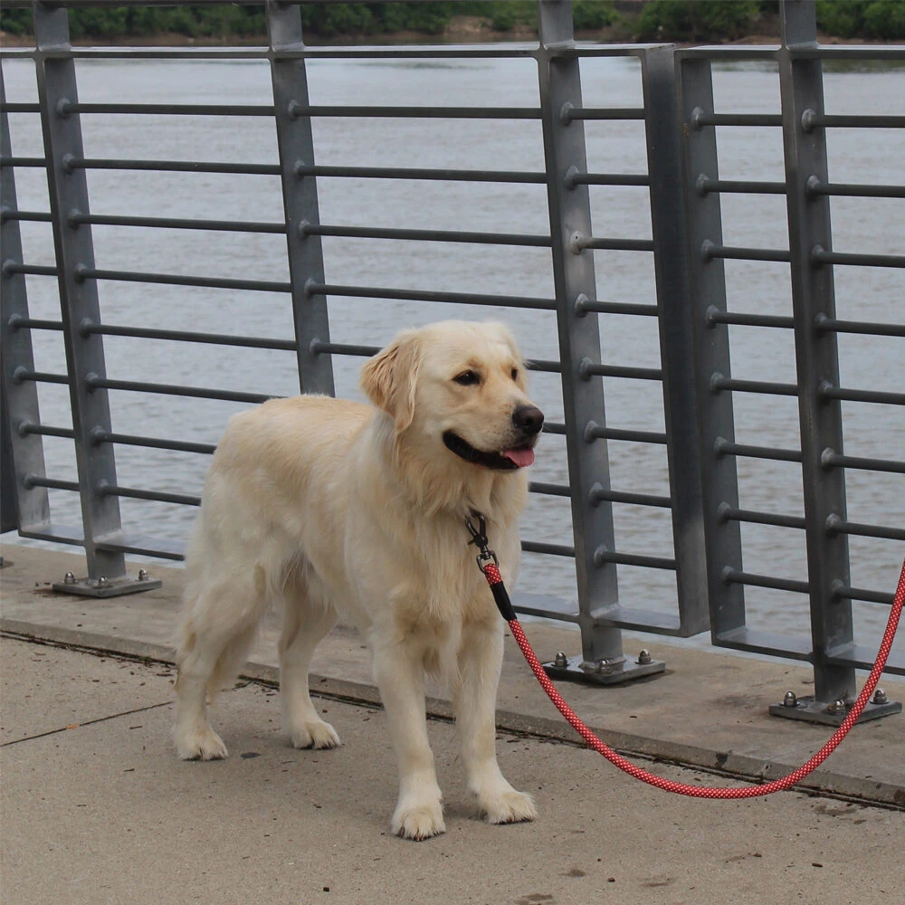 KONG Rope Leash - Zwart 5 KONG Rope Leash - Zwart - Afbeelding 5