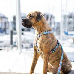 Max & Molly H-Hondenharnas - Blue Ocean -Bekend Hondenspullen Winkel max molly h hondenharnas blue ocean 221604 2000 none