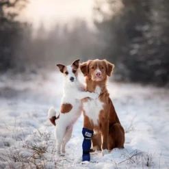 Medical Pet Shirt Boot -Bekend Hondenspullen Winkel medical pets boot 167509 0500 none