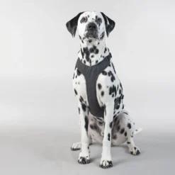 PAIKKA Visibility Harness -Bekend Hondenspullen Winkel paikka visibility harness 217809 2000 none