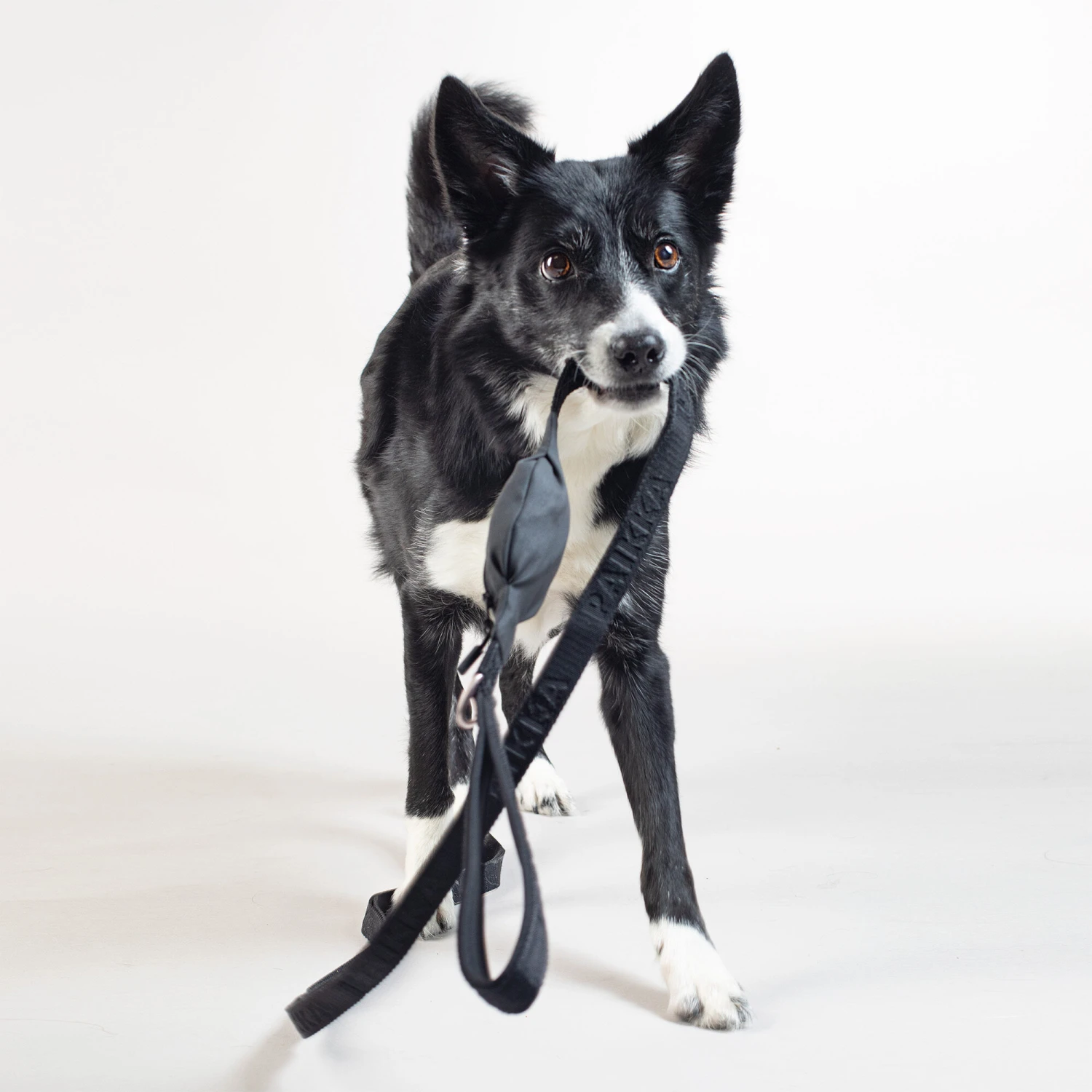 PAIKKA Visibility Leash 7 PAIKKA Visibility Leash - Afbeelding 7