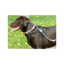 PatentoPet Dog E-walk Basic -Bekend Hondenspullen Winkel patentopet dog e walk basic 219310 0500 none