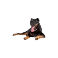 Pavlov Digitale Anti-blaf Halsband -Bekend Hondenspullen Winkel pavlov digitale anti blaf halsband 221909 1000 none