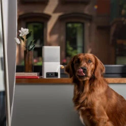 Petcube Bites 2 Lite -Bekend Hondenspullen Winkel petcube bites 2 lite 221205 0500 none