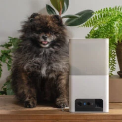 Petcube Bites 2 Lite -Bekend Hondenspullen Winkel petcube bites 2 lite 221206 0500 none