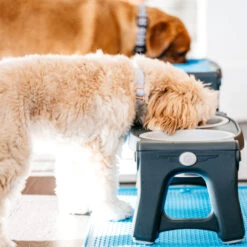 Popware Adjustable Height Pet Feeder -Bekend Hondenspullen Winkel popware adjustable height pet feeder 164587 2000 none