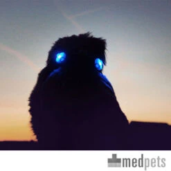 Curli Luumi -Bekend Hondenspullen Winkel product curli luumi none 4 1497346293 87283