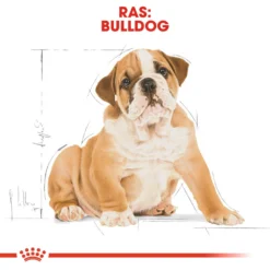 Royal Canin Bulldog Puppy - Hondenvoer -Bekend Hondenspullen Winkel royal canin bulldog puppy hondenvoer 137773 1000 none