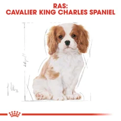 Royal Canin Cavalier King Charles Puppy - Hondenvoer -Bekend Hondenspullen Winkel royal canin cavalier king charles puppy hondenvoer 137938 1000 none