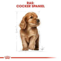 Royal Canin Cocker Puppy - Hondenvoer -Bekend Hondenspullen Winkel royal canin cocker puppy hondenvoer 138232 1000 none