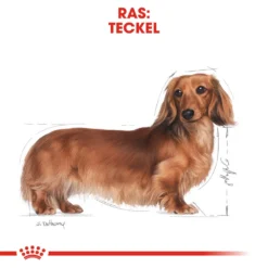 Royal Canin Dachshund Adult - Hondenvoer -Bekend Hondenspullen Winkel royal canin dachshund adult hondenvoer 138265 1000 none