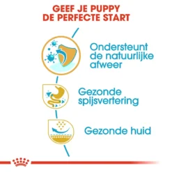 Royal Canin French Bulldog Puppy - Hondenvoer -Bekend Hondenspullen Winkel royal canin french bulldog puppy hondenvoer 138715 1000 none