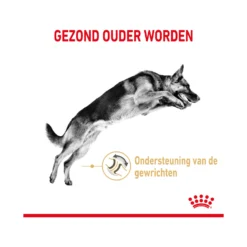 Royal Canin German Shepherd Adult 5+ 12 Royal Canin German Shepherd Adult 5+ -Bekend Hondenspullen Winkel royal canin german shepherd adult 5 165109 2000 none
