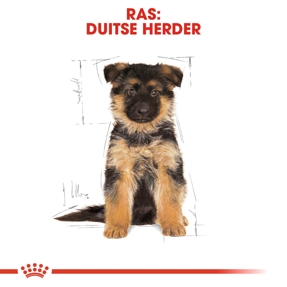 Royal Canin German Shepherd Puppy- Hondenvoer 7 Royal Canin German Shepherd Puppy- Hondenvoer - Afbeelding 7